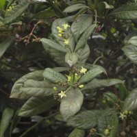 Psychotria zeylanica Sohmer